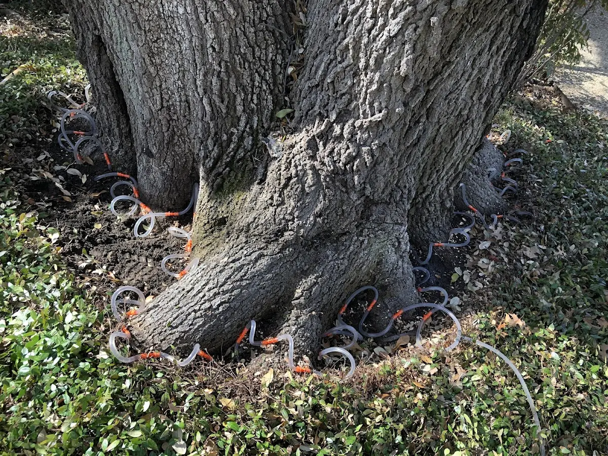Detailed Tree Cabling and Bracing job site in Averill